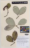 Holotype of Sorbus leighensis T.C.G. Rich [family ROSACEAE]