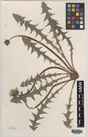 Isotype of Taraxacum richardsianum C.C.Haw. [family ASTERACEAE]