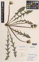 Isotype of Taraxacum luteum C.C.Haw. & A.J.Richards [family ASTERACEAE]
