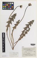 Isolectotype of Taraxacum britannicum Dahlst. [family ASTERACEAE]
