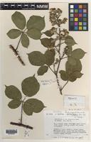 Isotype of Rubus aequalidens A.Newton [family ROSACEAE]