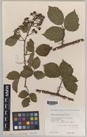 Paratype of Rubus anglofuscus Edees [family ROSACEAE]