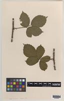 Paratype of Rubus anglofuscus Edees [family ROSACEAE]