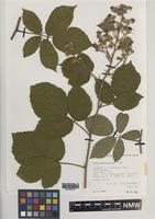 Paratype of Rubus proiectus A.Beek [family ROSACEAE]