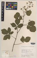 Paratype of Rubus aquarum A.Newton & M.Porter [family ROSACEAE]