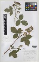 Type of Rubus ariconiensis A.Newton & M.Porter [family ROSACEAE]