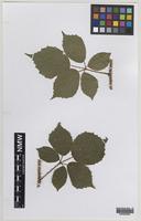 Isoparatype of Rubus atrebatum A.Newton [family ROSACEAE]