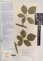 Isoparatype of Rubus bartonii A.Newton [family ROSACEAE]