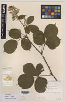Paratype of Rubus boudiccae A.L.Bull & Edees [family ROSACEAE]