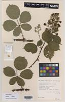 Paratype of Rubus boudiccae A.L.Bull & Edees [family ROSACEAE]