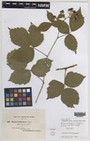 Syntype of Rubus britannicus W.M.Rogers [family ROSACEAE]