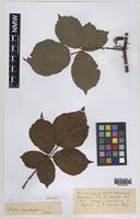 Paratype of Rubus carnkiefensis Rilstone [family ROSACEAE]