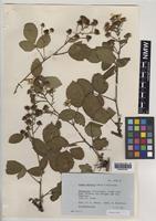 Paratype of Rubus daltrii Edees & Rilstone [family ROSACEAE]
