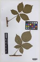 Paratype of Rubus daltrii Edees & Rilstone [family ROSACEAE]