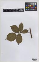 Paratype of Rubus daltrii Edees & Rilstone [family ROSACEAE]