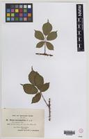 Syntype of Rubus dasycoccus W.C.R.Watson [family ROSACEAE]