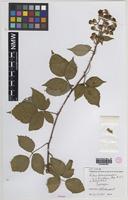 Syntype of Rubus diversiarmatus W.C.R.Watson [family ROSACEAE]