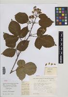 Isotype of Rubus ebudensis A.Newton [family ROSACEAE]