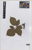 Isotype of Rubus erythrops Edees & A.Newton [family ROSACEAE]
