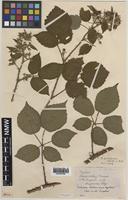 Paratype of Rubus gallofuscus A.Newton & M.Porter [family ROSACEAE]