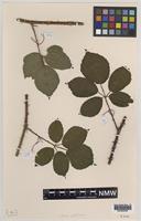 Paratype of Rubus gallofuscus A.Newton & M.Porter [family ROSACEAE]