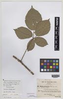 Isolectotype of Rubus herefordensis Sudre [family ROSACEAE]