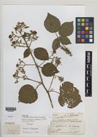 Syntype of Rubus hesperius W.M.Rogers [family ROSACEAE]