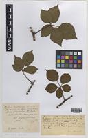 Syntype of Rubus hirsutissimus (Sudre & Ley) W.C.R.Watson [family ROSACEAE]