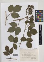 Isotype of Rubus iceniensis A.Newton & H.E.Weber [family ROSACEAE]