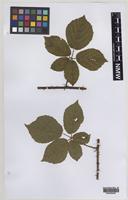 Paratype of Rubus informifolius Edees [family ROSACEAE]