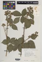 Isotype of Rubus pictorum Edees [family ROSACEAE]