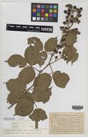 Isotype of Rubus lanaticaulis Edees & A.Newton [family ROSACEAE]