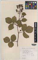 Holotype of Rubus malvernicus Edees [family ROSACEAE]