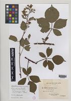 Isolectotype of Rubus mercicus Bagn. [family ROSACEAE]