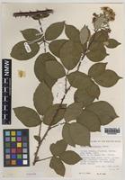Paratype of Rubus milfordensis Edees [family ROSACEAE]