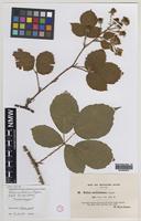 Isolectotype of Rubus mollissimus W.M.Rogers [family ROSACEAE]