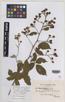 Isoparatype of Rubus moylei W.C.Barton & Ridd. [family ROSACEAE]