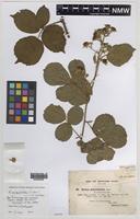 Syntype of Rubus mucronatiformis (Sudre) W.R.C.Watson [family ROSACEAE]