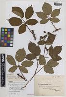 Isoparatype of Rubus nobilissimus (W.C.R.Watson) Pearsall [family ROSACEAE]