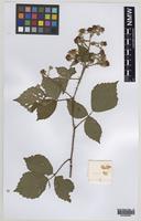Paratype of Rubus norvicensis A.L.Bull & Edees [family ROSACEAE]