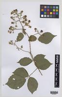 Paratype of Rubus norvicensis A.L.Bull & Edees [family ROSACEAE]