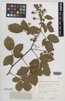 Holotype of Rubus obscuriflorus Edees & A.Newton [family ROSACEAE]