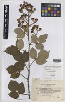 Isoparatype of Rubus ordovicum A.Newton [family ROSACEAE]