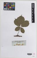 Isolectotype of Rubus oxyanchus Sudre [family ROSACEAE]