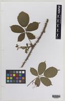 Holotype of Rubus painteri Edees [family ROSACEAE]