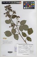 Paratype of Rubus percrispus D.E.Allen & R.D.Randall [family ROSACEAE]