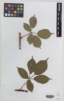 Isolectotype of Rubus phaeocarpus W.C.R.Watson [family ROSACEAE]