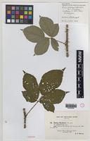 Paratype of Rubus pseudoplinthostylus W.C.R.Watson [family ROSACEAE]