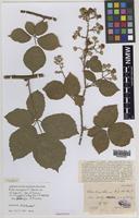 Isolectotype of Rubus surrejanus W.C.Barton & Ridd. [family ROSACEAE]