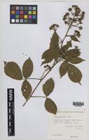Paratype of Rubus turritus Edees [family ROSACEAE]